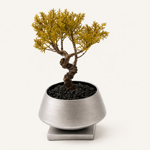Bonsai #001