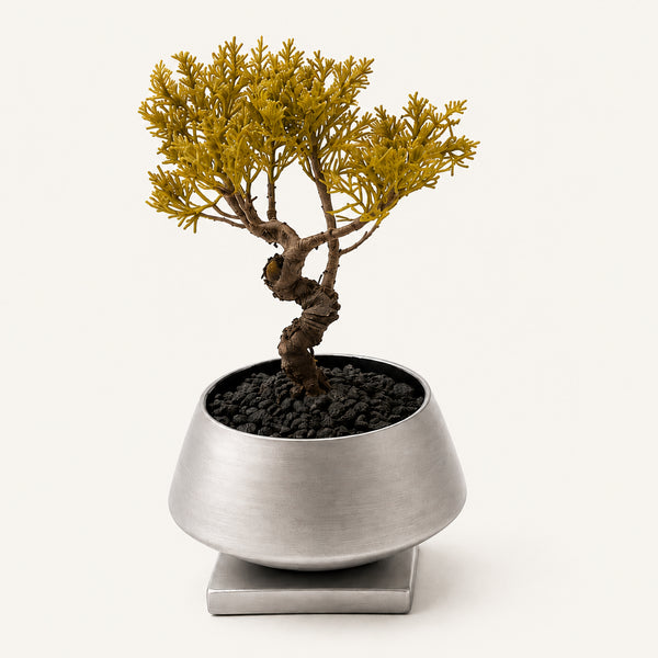 Bonsai #001