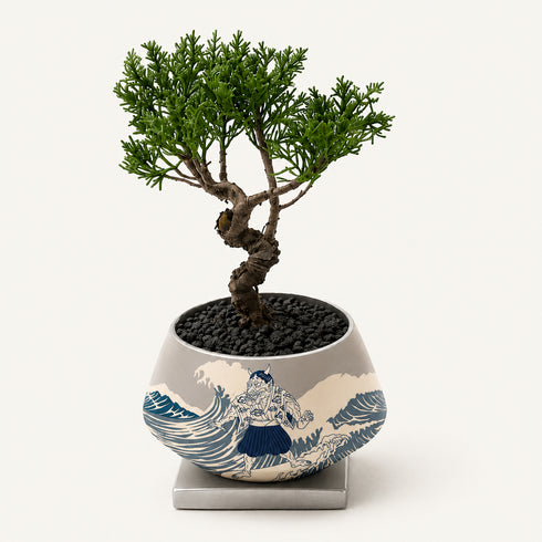 Bonsai #002