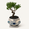 Bonsai #002
