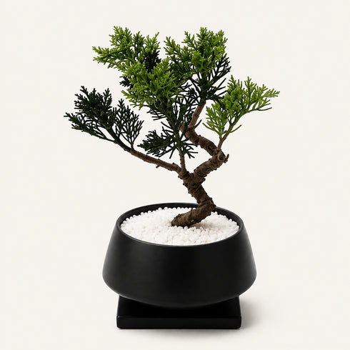 Bonsai #003