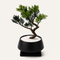 Bonsai #003
