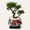 Bonsai #004